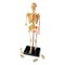 Learning Resources Human Skeleton Model, 41 Pieces 3337 - alternate 2